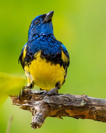 A vibrant blue and yellow bird perched on a branch.