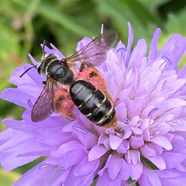 large scabious mining bee Andrena hattorfiana