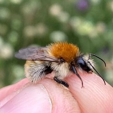 Brown Banded Carder Bee Bombus humilis