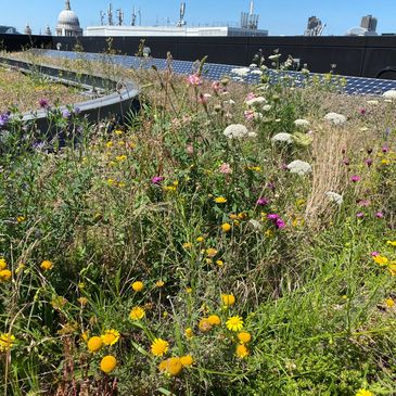 biodiverse green roof