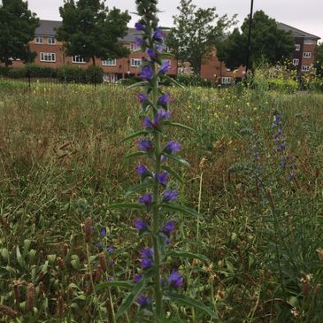 urban meadow