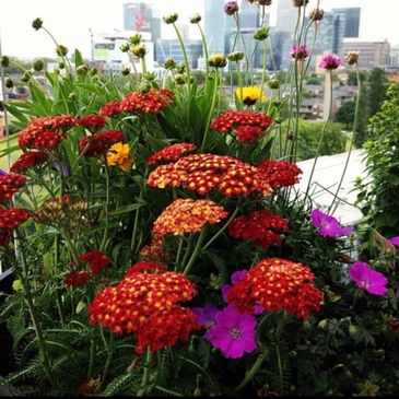 bee friendly planter