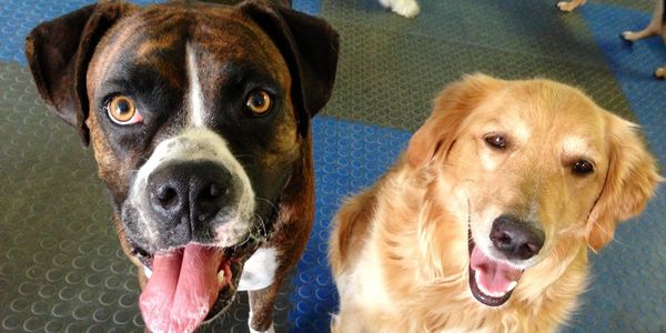 Two dogs posing at Happy Dog Daycare in Denver.