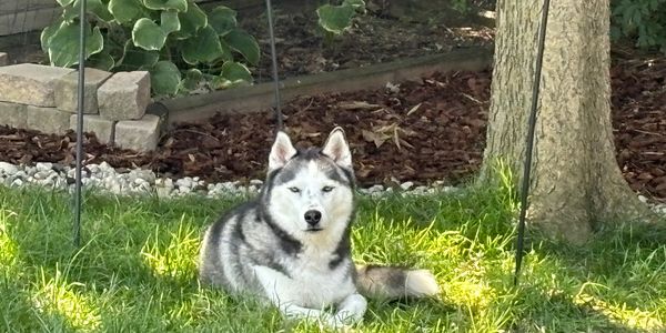 Free and loved, our mission and  desire for all huskies❤️