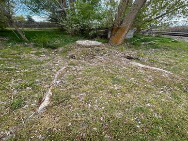 Tree stump surrounded by grass and trees near railroad tracks.