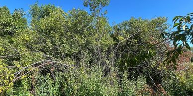 overgrown brush 