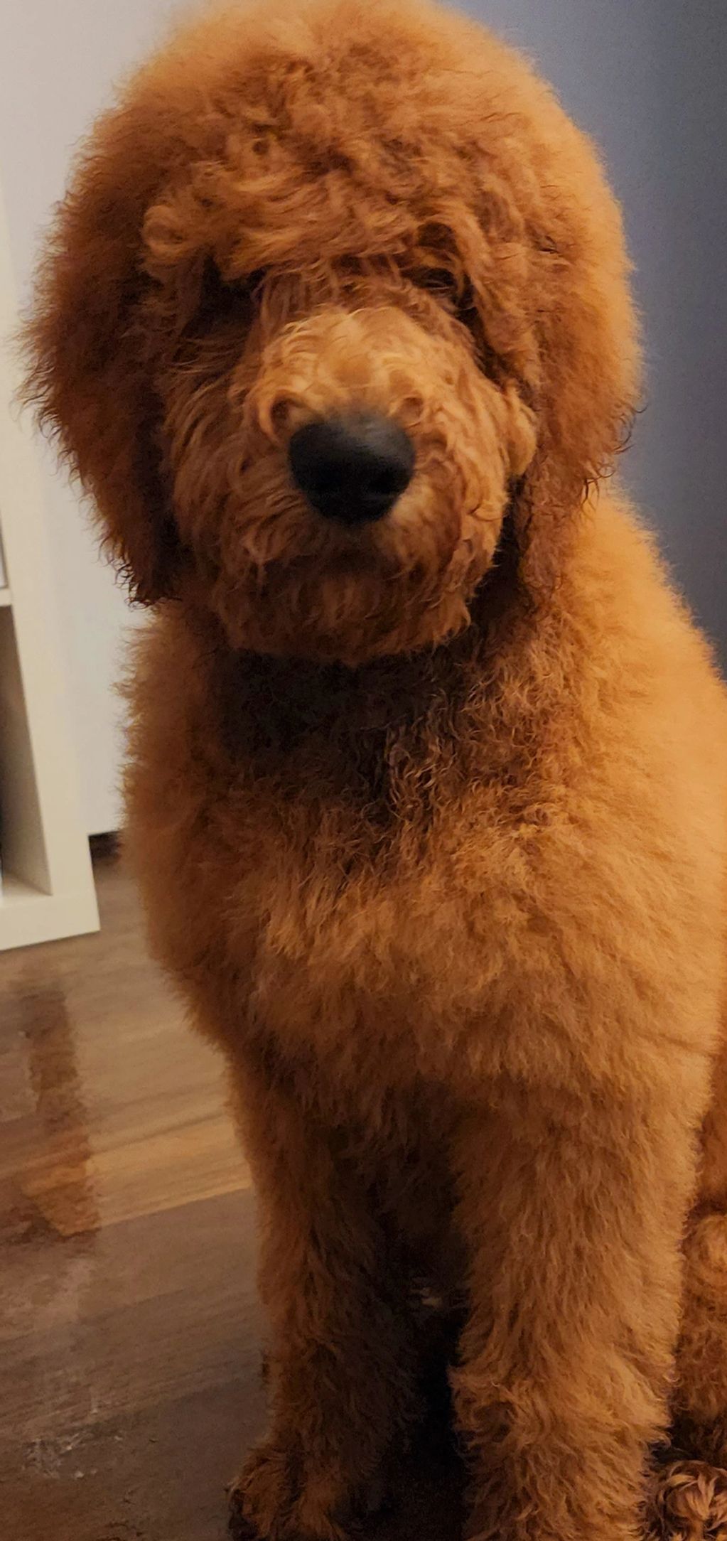 Adonis the Floofball, post bath at 16 weeks old. 