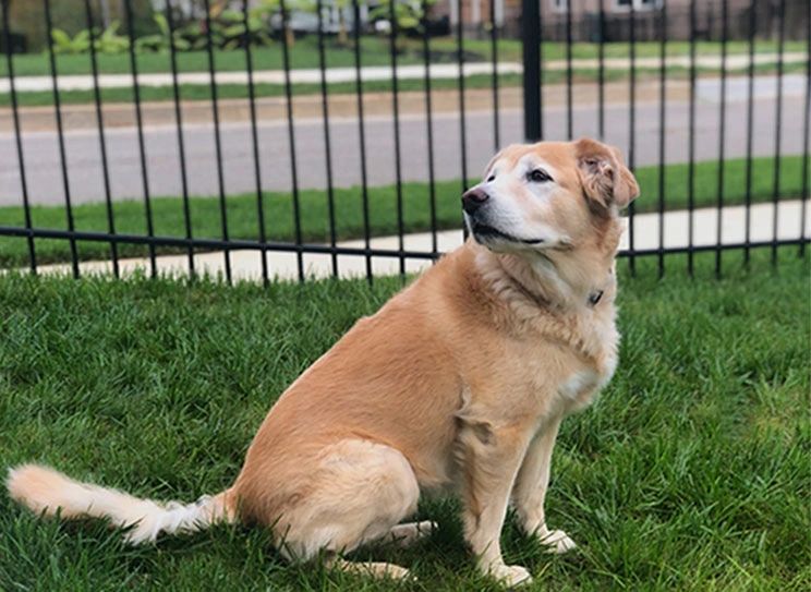 What is the Best Type of Fence for Your Dog?