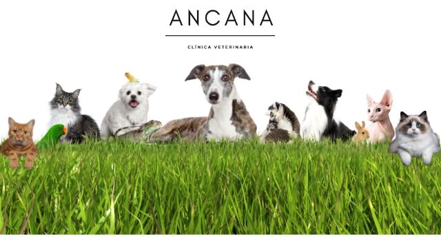 Ancana Clínica Veterinaria, mascotas y veterinaria en Huelva