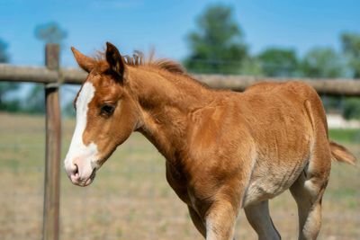 A young brown foal with a white face stands in a fenced outdoor area.