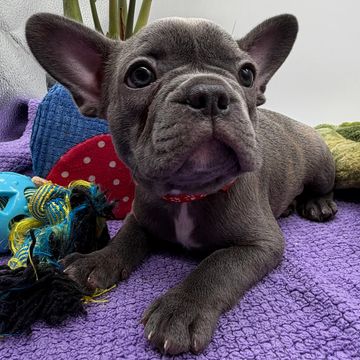 A cute gray French Bulldog puppy lying on a purple blanket with toys.