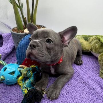 A gray French Bulldog puppy with a red collar lying on a purple blanket with toys.