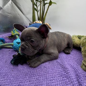 A gray French Bulldog puppy lying on a purple blanket surrounded by toys.