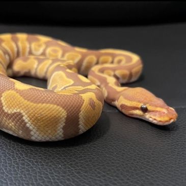 Chocolate Ultramel Ball Python Morph 