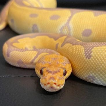 Ultramel Clown Ball Python Morph