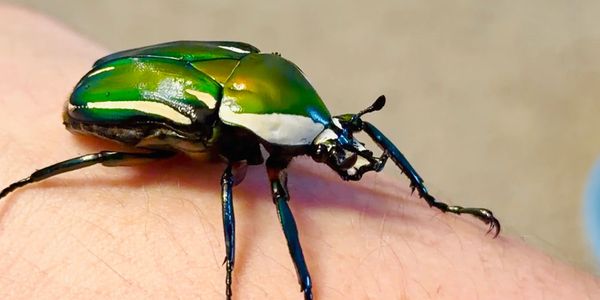 A vibrant green beetle on a human hand.