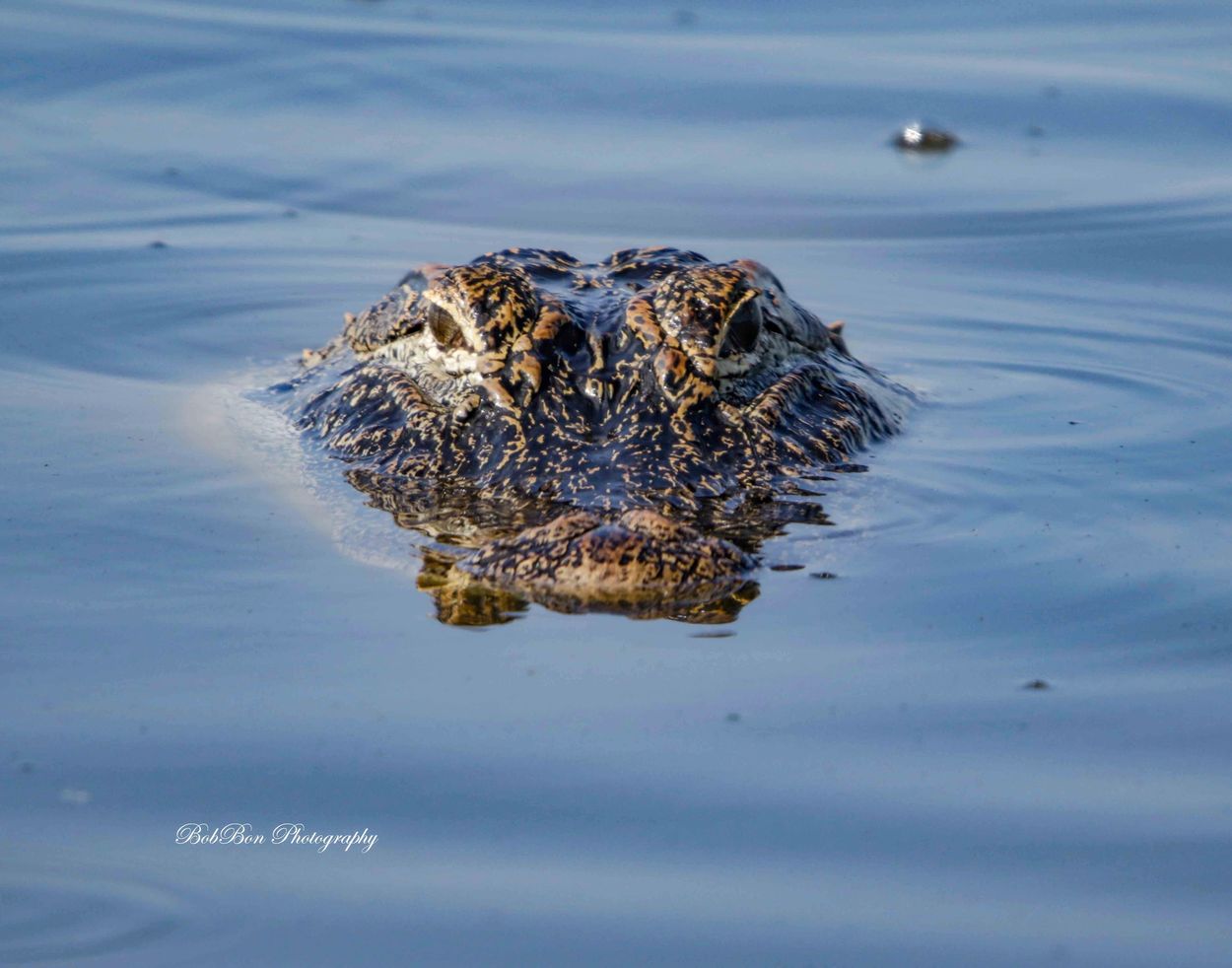 Alligator partially submerged in water.