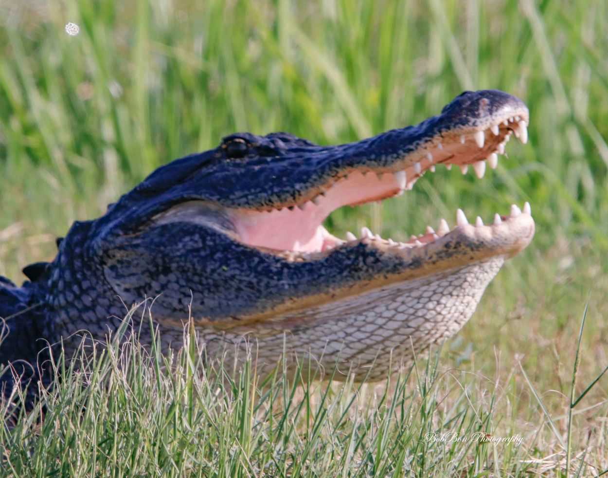 Close-up of an alligator with its mouth open.