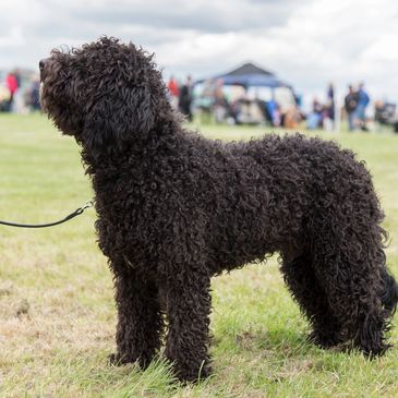 Ziggy at 7 months at Wickford & Basildon Open show, 2017