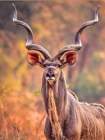 The Greater kudu (Tragelaphus strepsiceros) is a large woodland antelope, found throughout eastern a