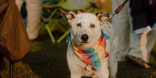 A white dog with black spots wearing a colorful rainbow bandana on a leash.