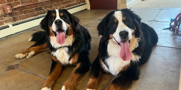 Two happy Bernese Mountain Dogs lying on a tiled floor with tongues out.