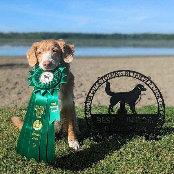 Dog with Best Gundog award and trophy.