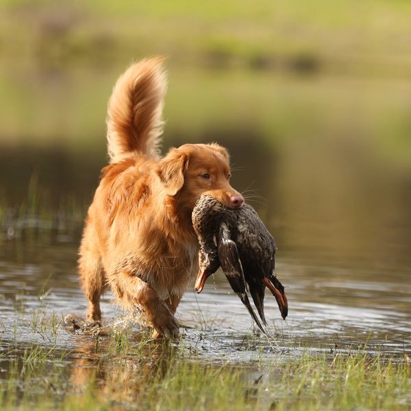 Golden retriever retrieving a duck from water.