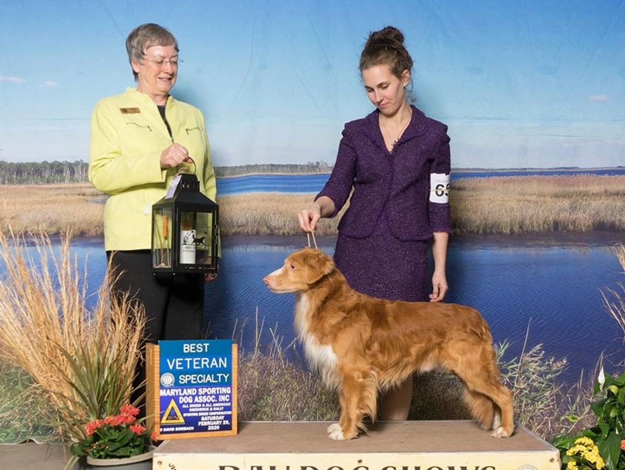 Woman holding dog at a dog show with Best Veteran award.