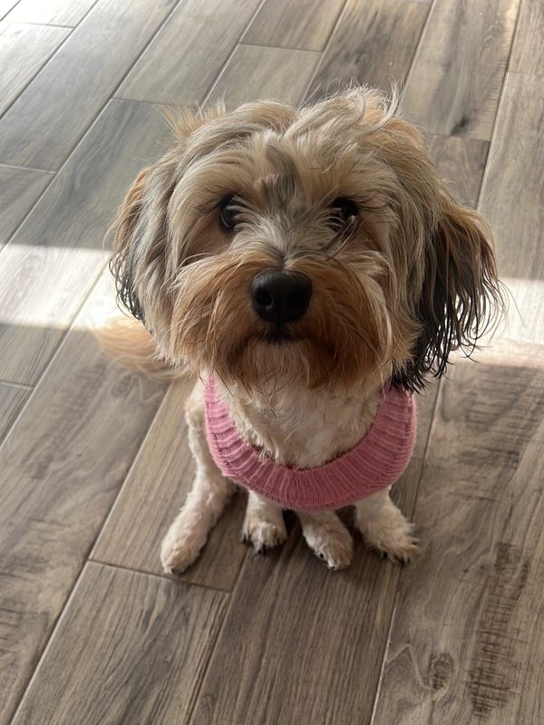Small dog wearing a pink sweater sitting on wooden floor.