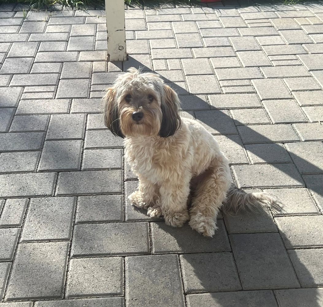 Curly-haired dog sitting on sunlit paved ground.