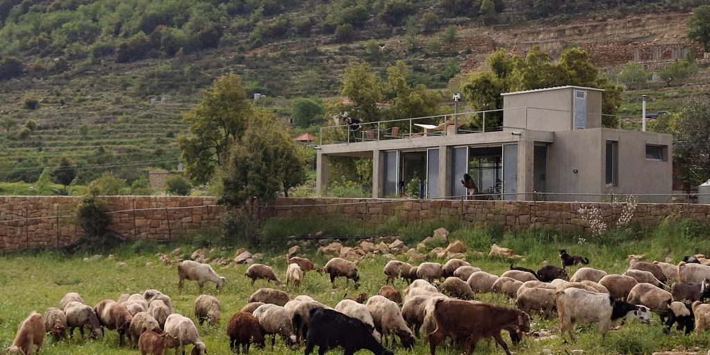 Flock of sheep grazing near a modern house in a rural area.