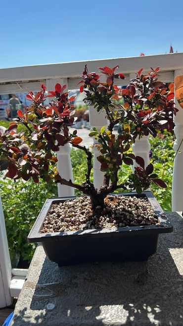 A bonsai tree with red leaves in a black rectangular pot on a stone surface.