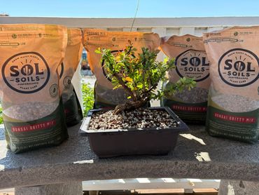 A bonsai tree in a pot surrounded by bags of Sol Soils organic gritty mix.