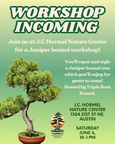 Juniper bonsai workshop at J.C Hormel Nature Center, Austin on June 6.