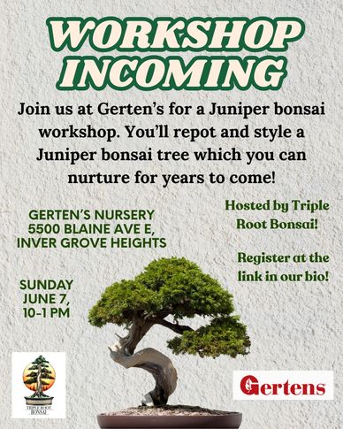 Workshop for Juniper bonsai styling at Gerten's Nursery on June 7th.