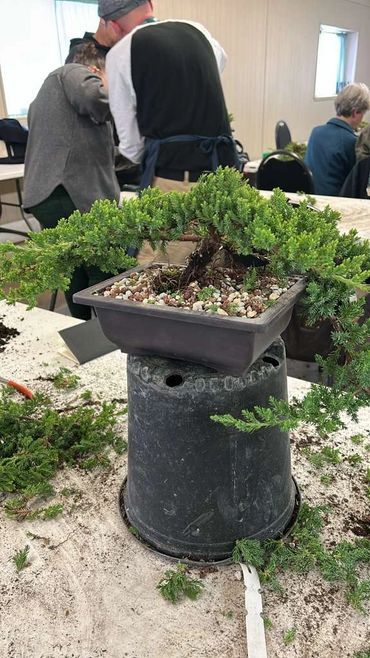 A bonsai tree on a stand in a workshop setting with people working in the background.