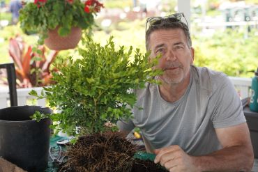 A man gardening with a small plant and exposed roots.