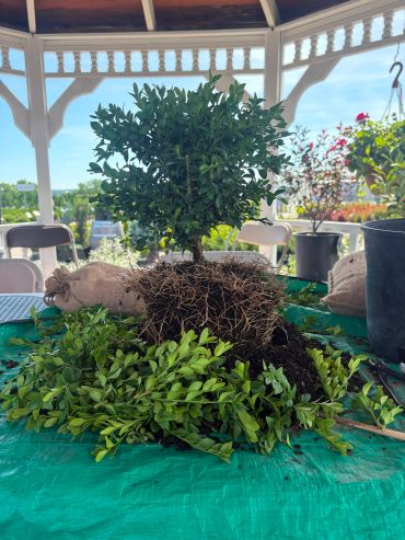 A small potted shrub with exposed roots and trimmed greenery on a table outdoors.