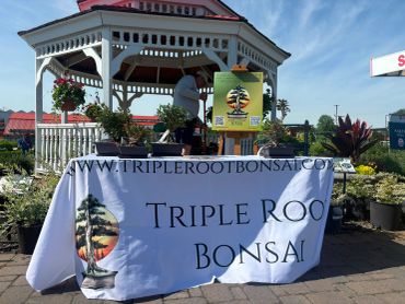 Outdoor bonsai display booth with gazebo and plants in the background.