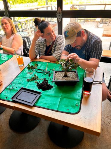 People working on a bonsai tree indoors.