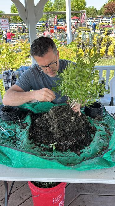Man carefully handling a plant's roots indoors with gardening tools.