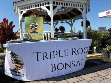 Outdoor booth with a Triple Root Bonsai table cover under a gazebo.