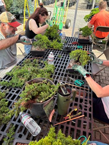 People shaping bonsai trees at a workshop outdoors.