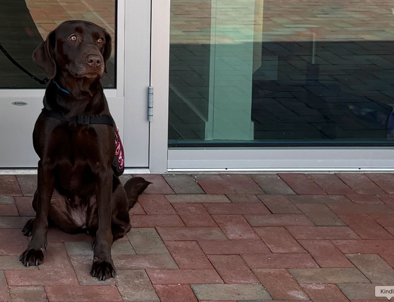 House dog: Beautifulist girl Goose