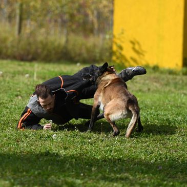 Police K9 Malinois dog training Obedience Tracking Protection Czechmate Kennels Breeder puppy sale