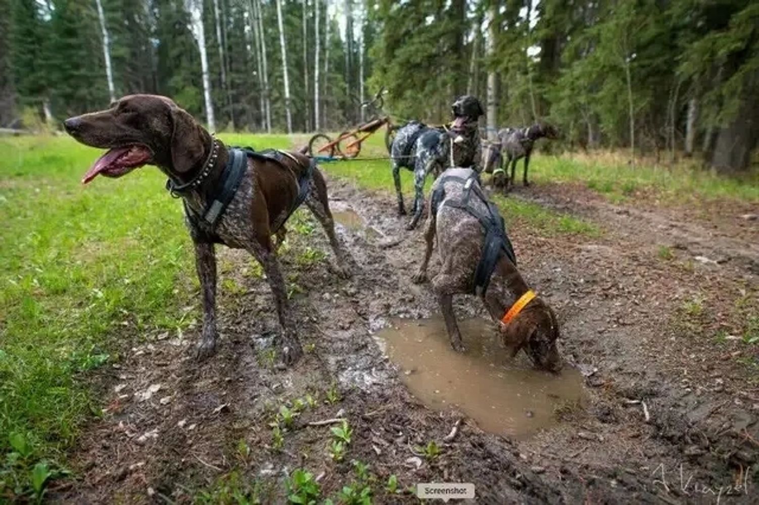 GSP Malinois Dog Breeder Trainer Mushing puppies