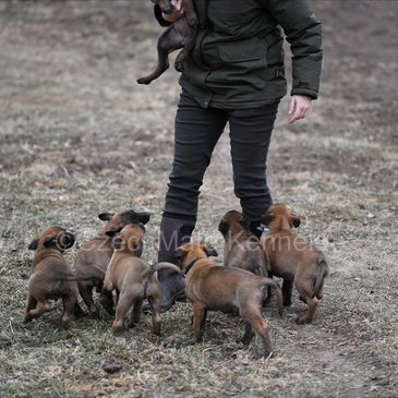 Malinois puppies for sale GSP