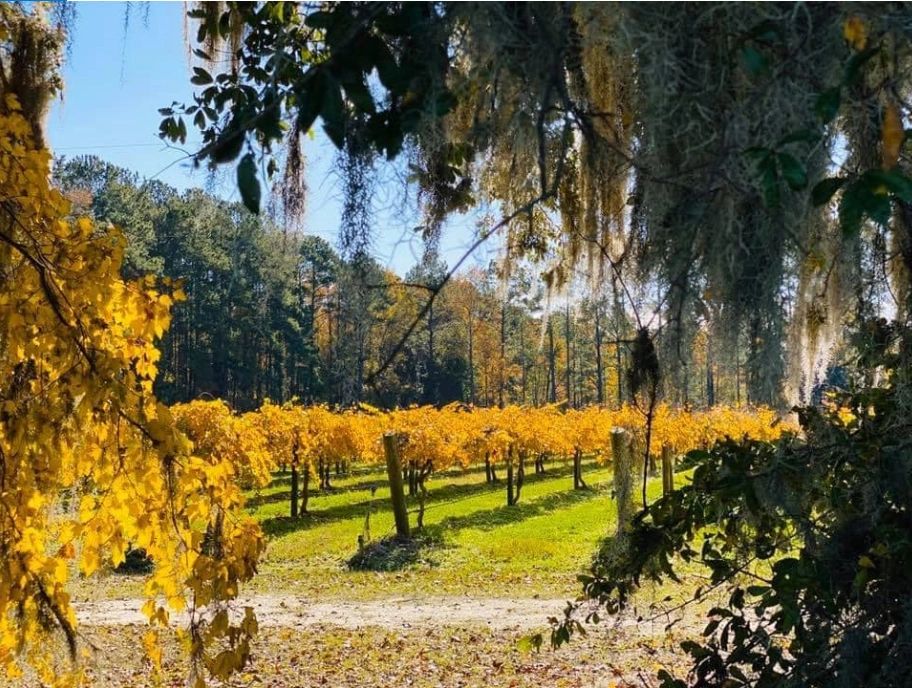 Autumn Vineyard