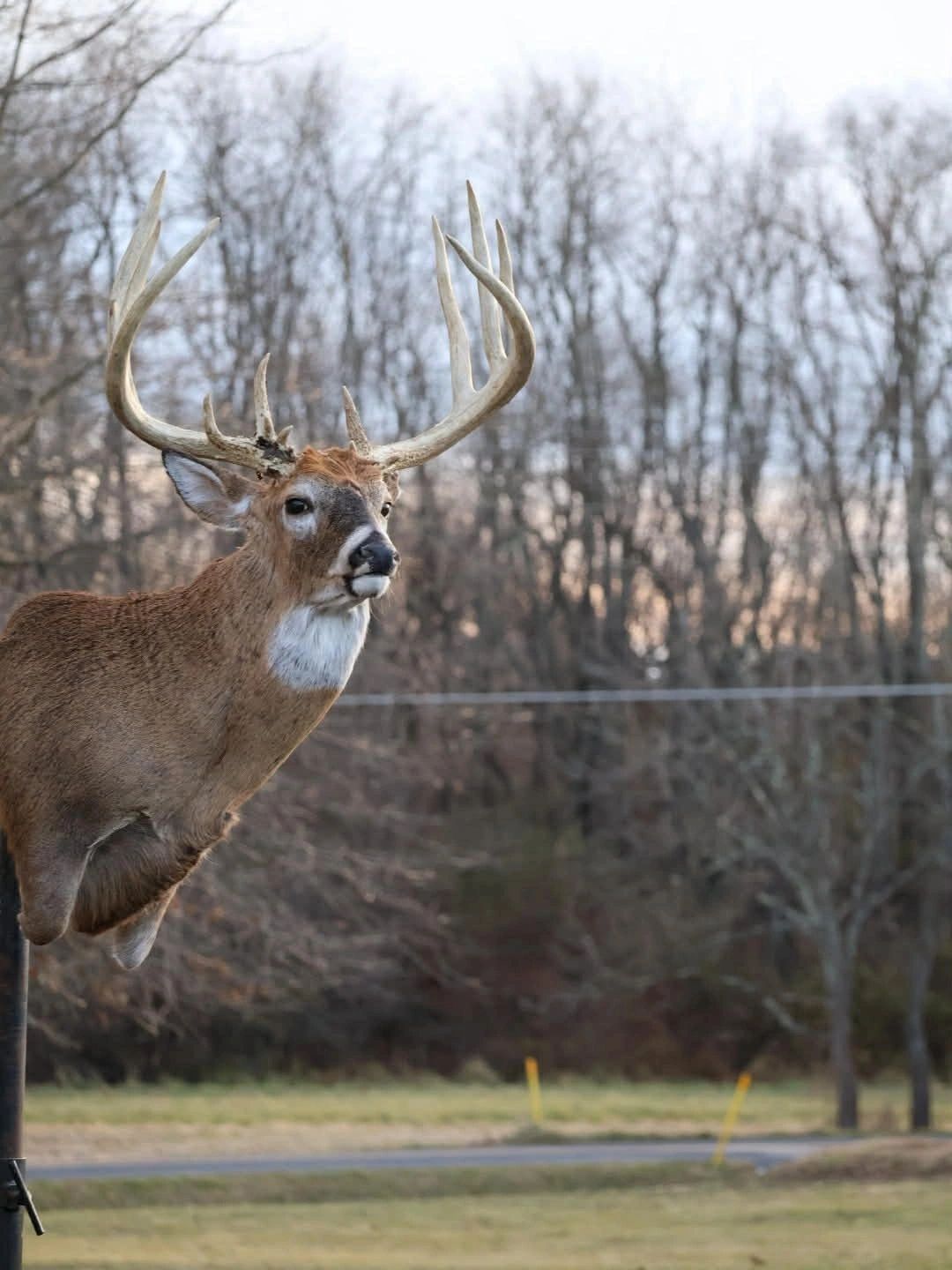 A mounted deer head with large antlers displayed outdoors.